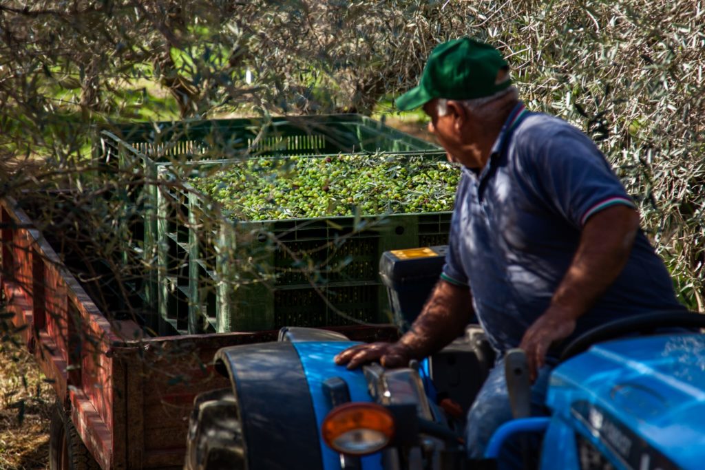 Raccolta delle olive