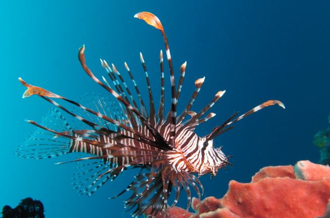 lion fish