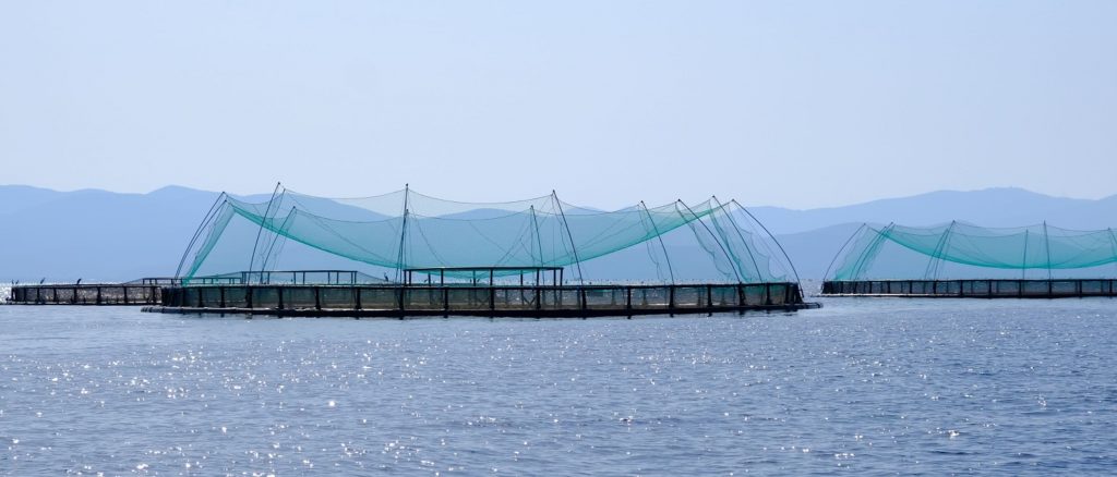 pesce follonica