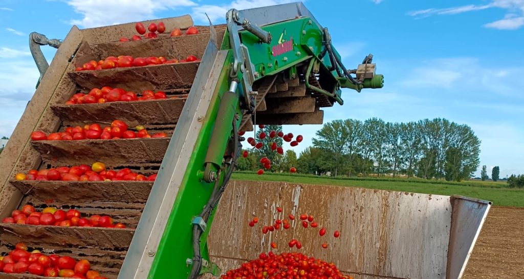 pomodoro da industria