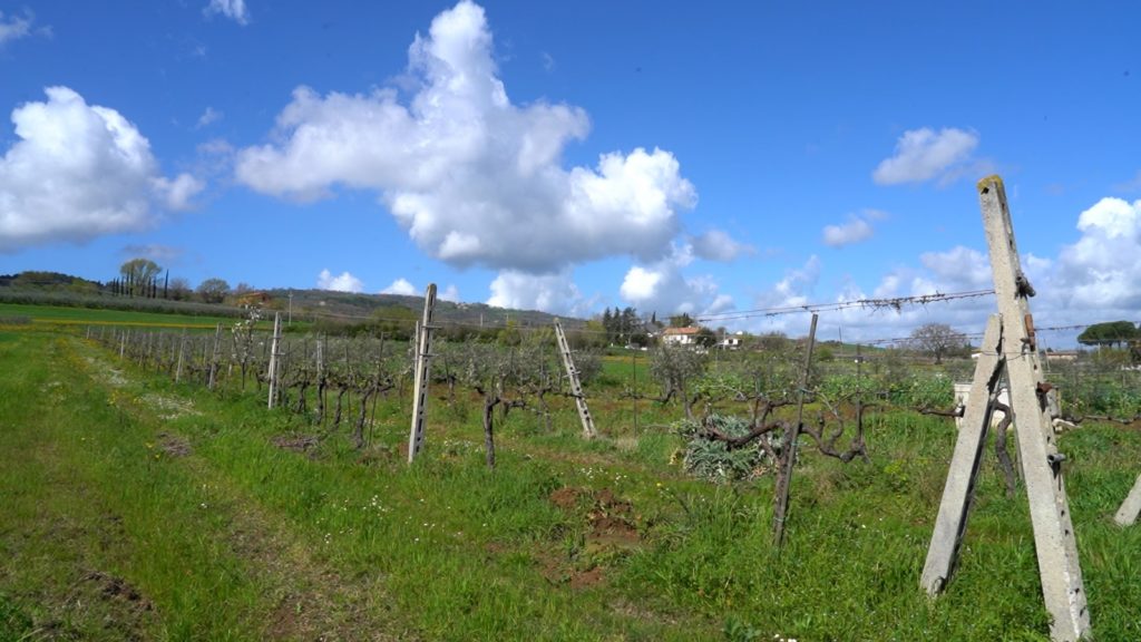 Vernaccia di Cannara