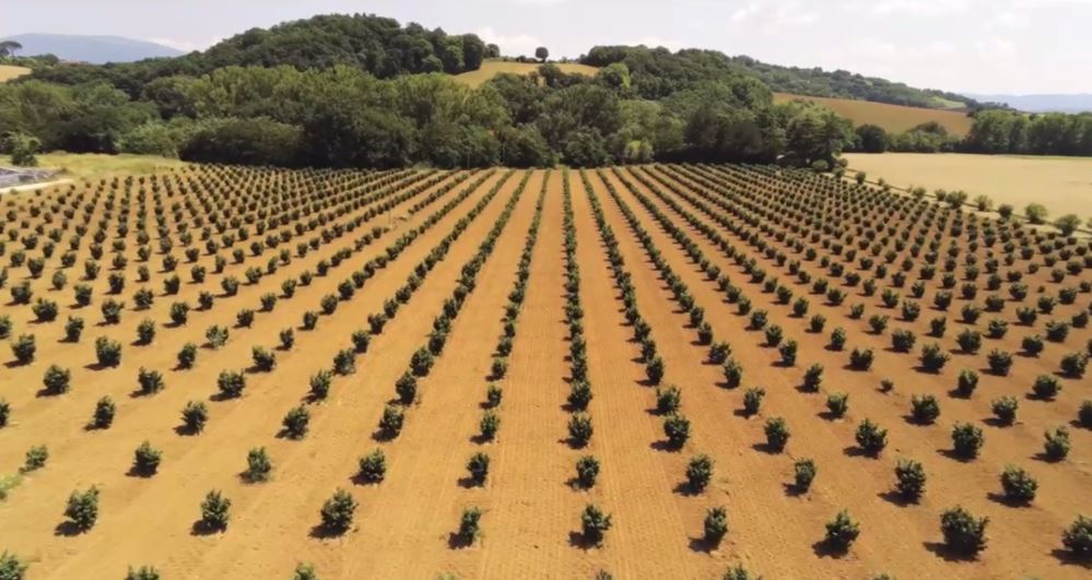 Filiera nocciolo