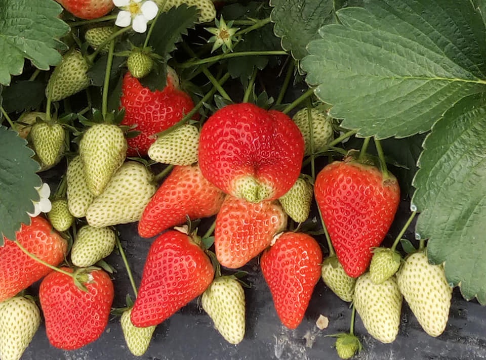 fragole venete
