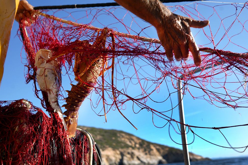 pesca isola del giglio