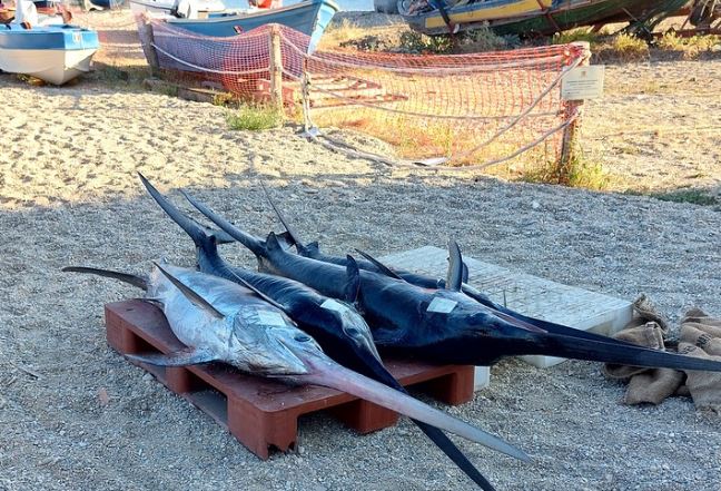 pesca stretto messina