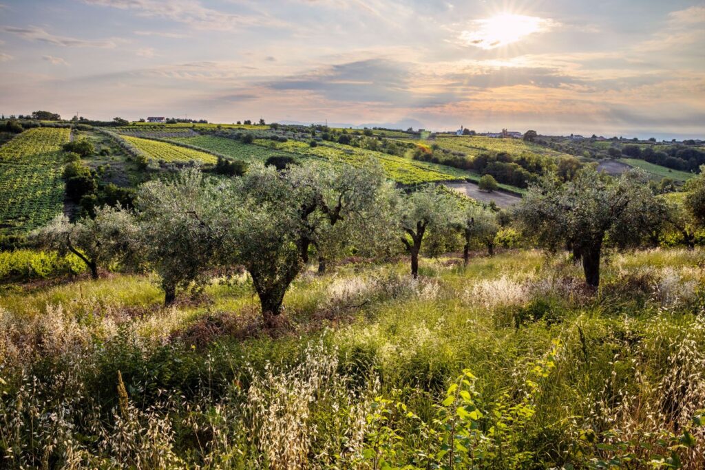 Tollo Wine Festival